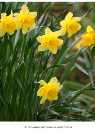 Daffodil Macro Photography