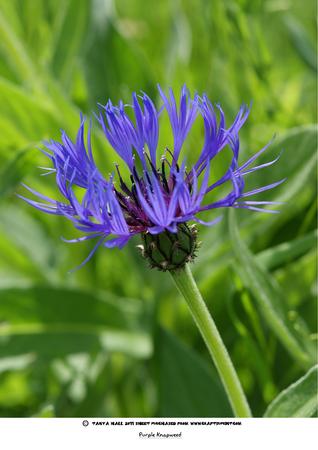 Beautiful Purple Wild Knapweed