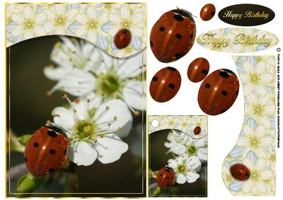 Lady Bird on Hawthorn Photography Card