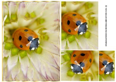 Ladybird Greeting Card