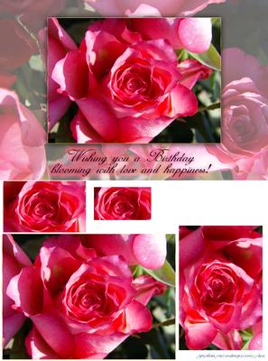 Rose Birthday Greeting Card Front