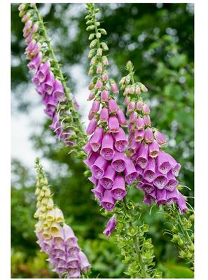 Foxglove Photography