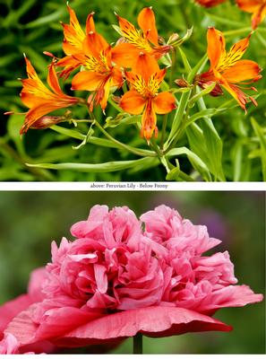 Peony and Peruvian Lily Toppers
