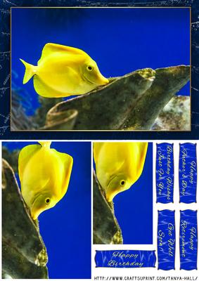 Birthday Quick Card with Marine Fish