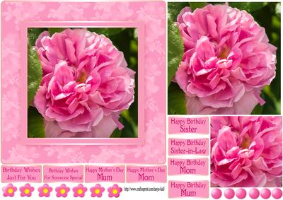 Pretty Pink Rose Photography Quick Card