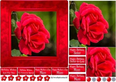 Red Rose Photo Quick Card