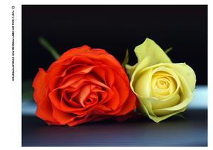 Duet of Roses Png