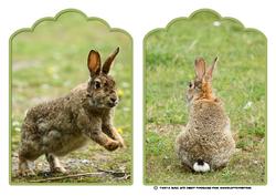 Two Summer Rabbit Card Fronts