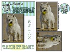 West Highland Terrier with Wit