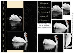 Swan Birthday Greeting Card Front