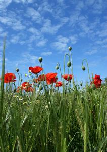 Meadow Poppy