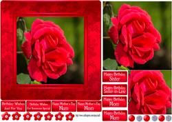 Red Rose Photo Quick Card