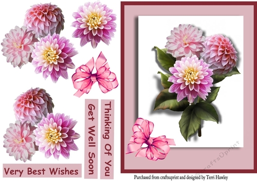 beautiful pink dahlias