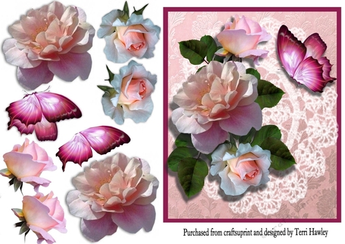 beautiful roses