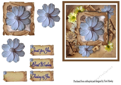 blue and yellow daisies