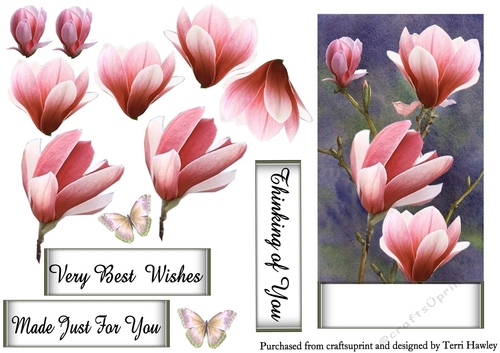 pink magnolia