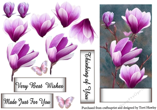 purple magnolia