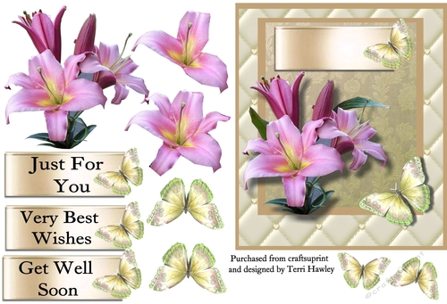lily delight