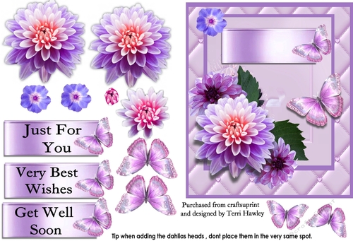 dahlia purple