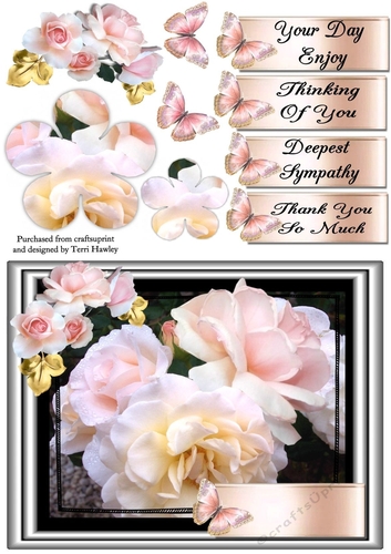 beautiful pink rose