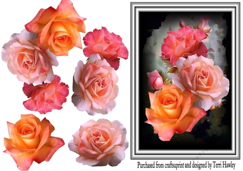 beautiful roses