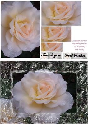 Glass Rose