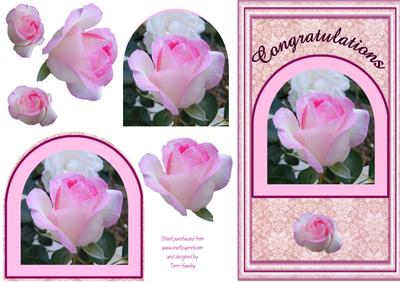 Arch Roses