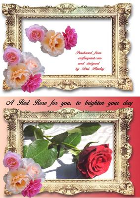 A Red Rose for You, to Brighten Your Day