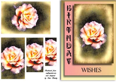 Old Rose Birthday