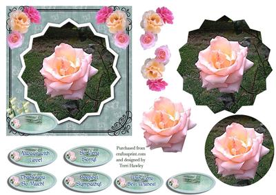 Many Reasond Rose on Blue