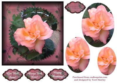 Always with Love 6 X6 Apricot