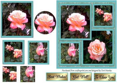 To Cheer You Roses