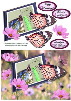 Butterfly Greetings