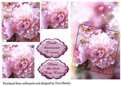 Because I Care Dahlia Pink