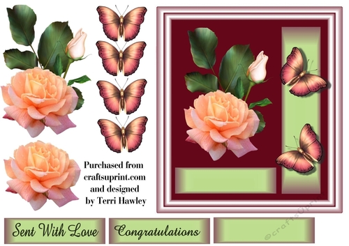 salmon pink rose congratulations.