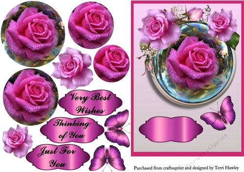 beautiful roses pink