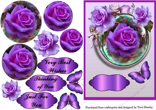 beautiful roses purple