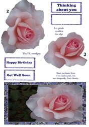Rose 2222