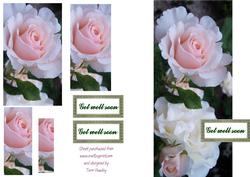 Rose Get Well