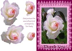 Rose 33