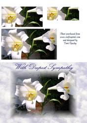 Sympathy Lily