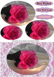 Red Rose 33