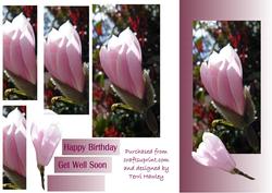 Pink Magnolia