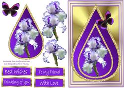 Purple Iris 1
