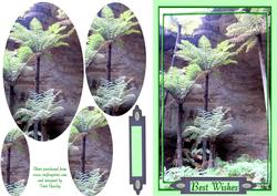 Palms