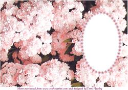Daisy Pink