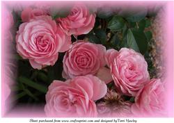 Pink Beauty