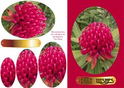 Waratah Bloom