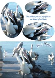 Pelicans