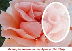 Rose Card Insert